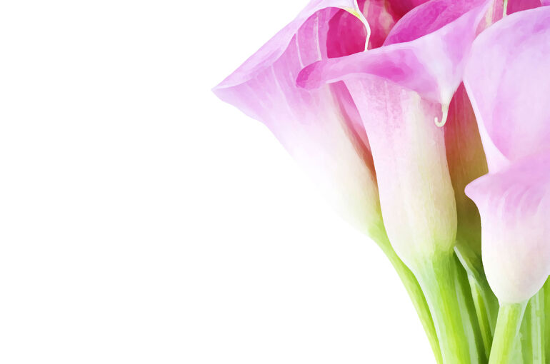 flower-back1017